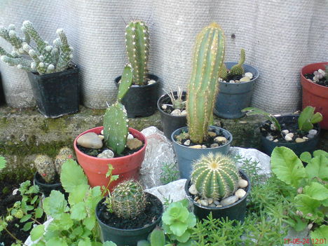 kaktusz 11