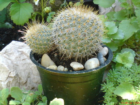 kaktusz 15