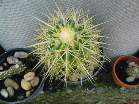 kaktusz 3