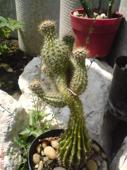 kaktusz 4