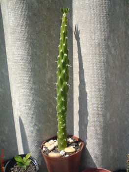 kaktusz 5