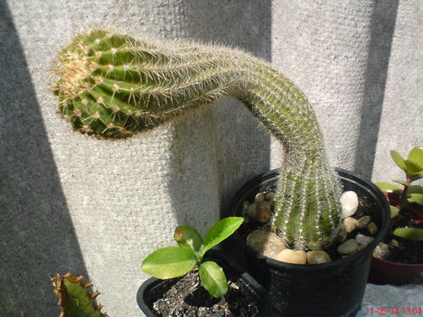 kaktusz 6