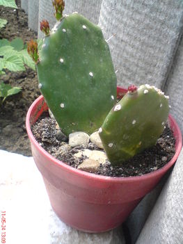 kaktusz 7