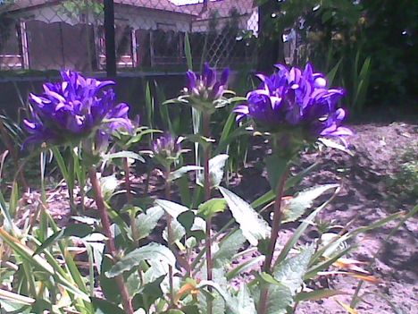 Kép008.jgp Liláskék virág
