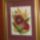 Pipacs__1146805_4211_t