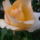 2011_05210010_1147445_2509_t