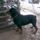 Hanna3_1148945_2398_t