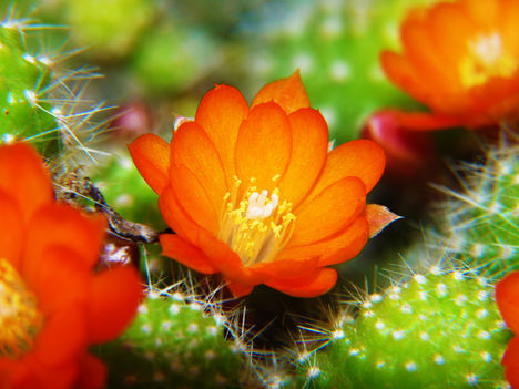 Kaktusz virág