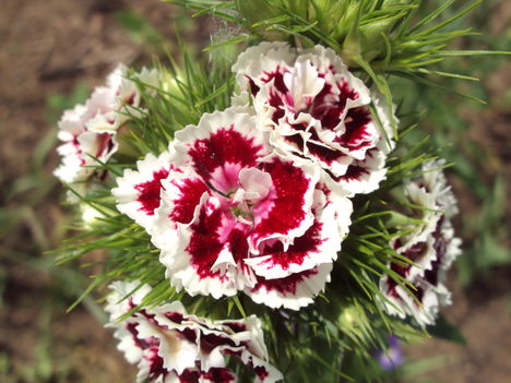 kertünkből 2011