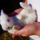 Nyusz_1148992_3703_t