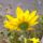 Ami_szepaz_szep_1_1149548_6841_t
