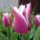 Ami_szepaz_szep_4_1149551_6158_t
