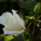 Fehér rózsám... :-) 