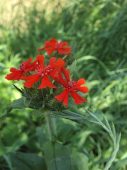 kertünkből 2011