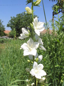 kertünkből 2011