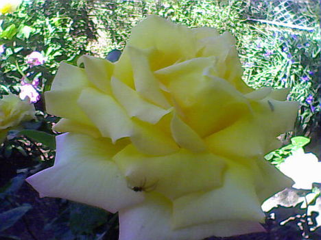 Sárga rózsám és pókocskája... :-)