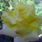 Sárga rózsám és pókocskája... :-)