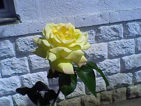 Sárga rózsám napsütésben... :-) 