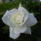 Szépséges rózsám... :-) 