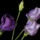 Viragok_003_1149906_9397_t