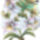 Viragok_043_1149908_7054_t