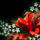 Viragok_070_1149911_7745_t