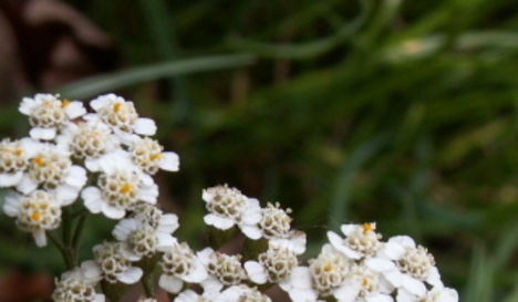 Achillea millefolium Cickafark