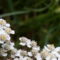 Achillea millefolium Cickafark