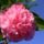 Camelia2_1140969_7135_t