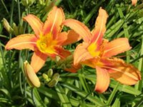 Liliom