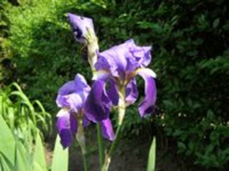 Liliom