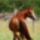 Lovas_kep_1_1014696_9724_t
