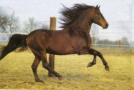 lovas kép 9