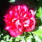 Napsütötte pünkösdi rózsám... :-) 