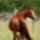 piroska lovas képei