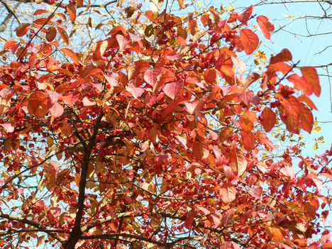 Pirosodó levelek a fán