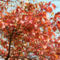 Pirosodó levelek a fán