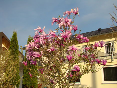 Pompázó tulipánfa (Magnóloia)