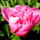 Punkosdi_rozsa-001_1140903_8850_t