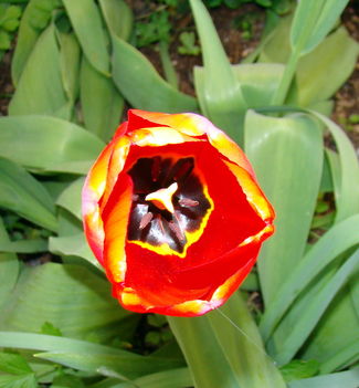 Tulipán kehely