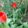 Tulipanok_1104963_2482_t