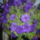 Futo_petunia2_1151062_3991_t