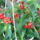Kedvenceim_9_1151448_5491_t
