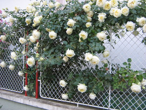 Kép 015
