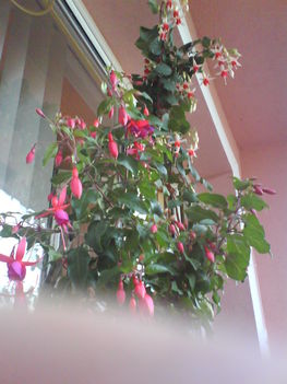 Fuxia