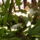 Karacsonyi_kakt_1153156_9220_t