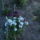 Majus__vegi__1__torokszegfuk_1153069_5660_t
