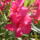 Pinkrozsasz_1153159_2660_t