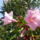 Rozsasz_1153165_7350_t