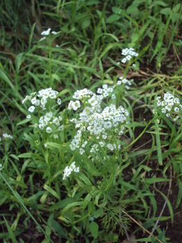 kertünkből 2011
